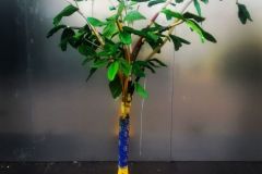 Garden_Stabiae_Green_AS_2022-23_06